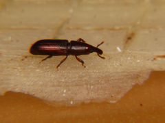 Allopentarthrum elumbe