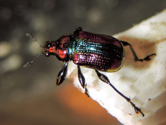 Pilolabus viridans