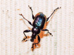 Pilolabus viridans