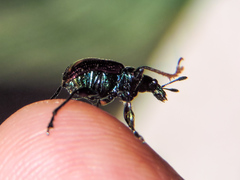 Pilolabus viridans