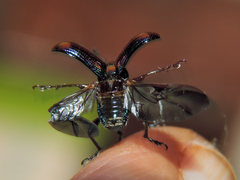 Pilolabus viridans