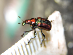 Pilolabus viridans