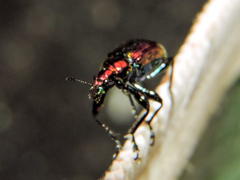 Pilolabus viridans