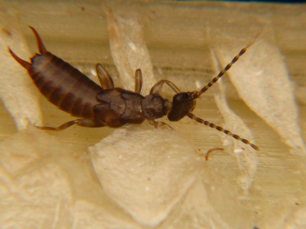Circolabia