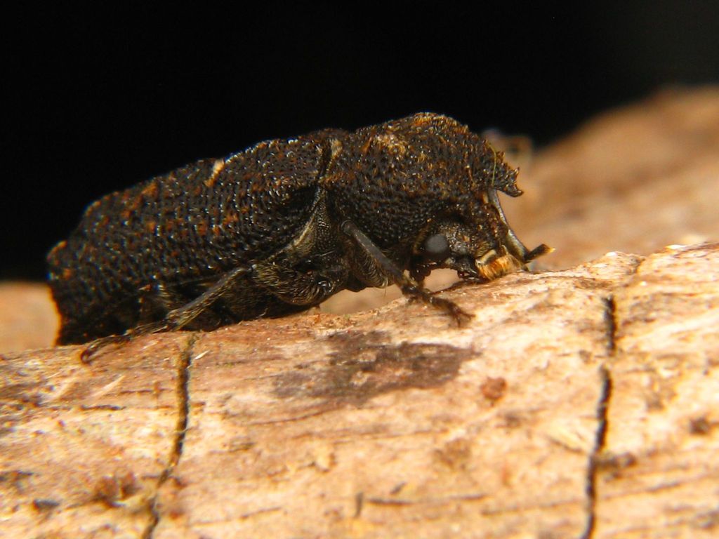 Lichenophanes rutilans