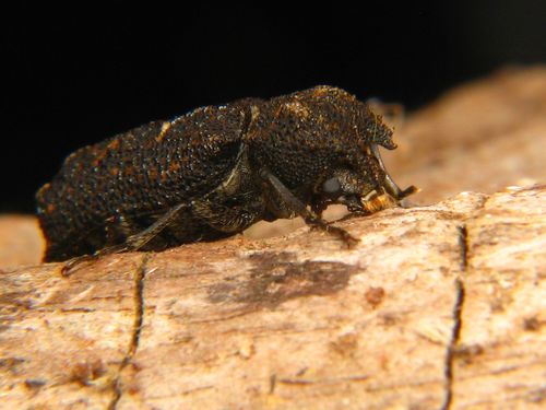 Lichenophanes rutilans