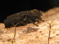 Lichenophanes rutilans