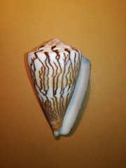 Conus vexillum