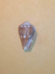 Conus balteatus