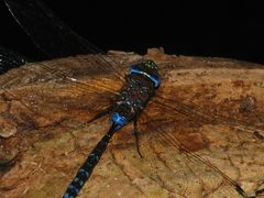 Rhionaeschna galapagoensis