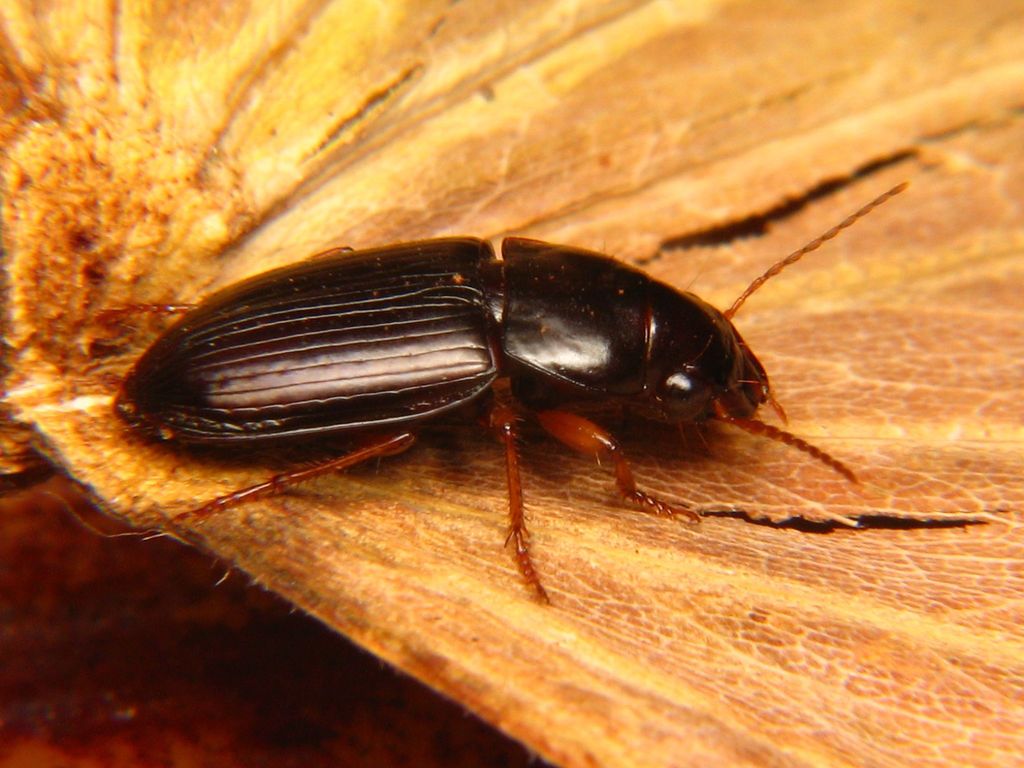Selenophorus galapagoensis