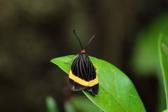 Pidorus