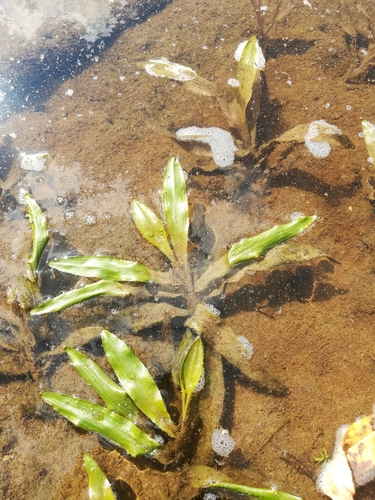 Alpine pondweed (Potamogeton alpinus)