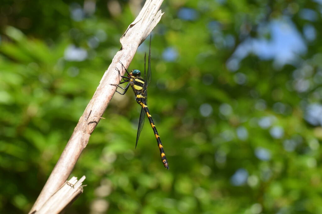 Anotogaster amamensis