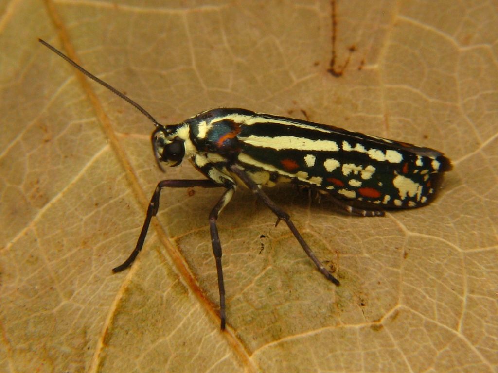 Atteva hysginiella