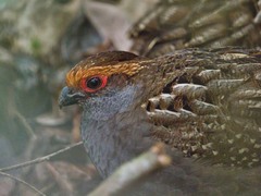 Odontophorus capueira