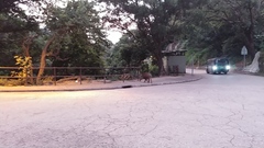 Sus scrofa moupinensis