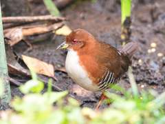 Laterallus leucopyrrhus