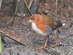 Laterallus leucopyrrhus