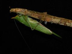 Copiphora brevicauda