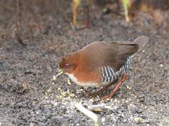 Laterallus leucopyrrhus