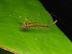 Ghinallelia usingeri