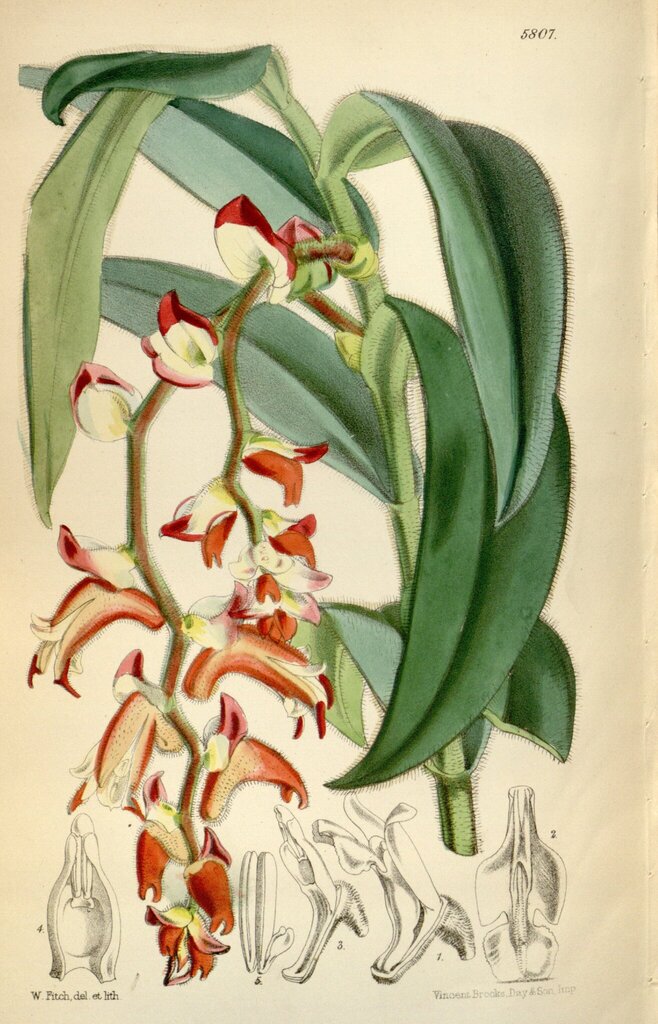 Trichotosia vestita