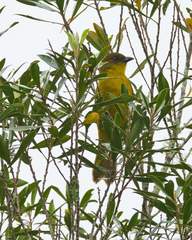 Orthogonys chloricterus