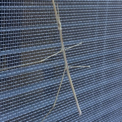 Pseudosermyle straminea