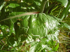 Phytomyza syngenesiae