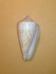 Conus stramineus