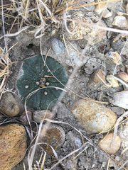 Astrophytum asterias