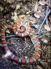 Lampropeltis mexicana