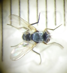 Microsoma exiguum