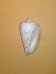 Conus stramineus