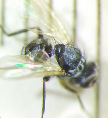 Microsoma exiguum