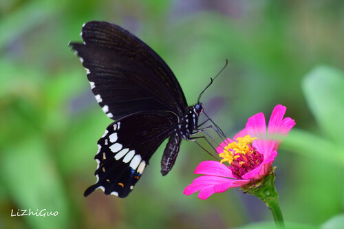 Papilio polytes Linnaeus, 1758
