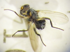 Microsoma exiguum