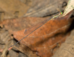 Metaleptobasis mauffrayi