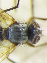 Microsoma exiguum