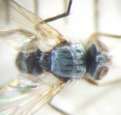 Microsoma exiguum