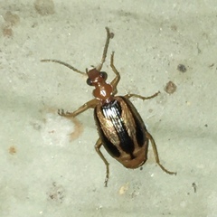 Lebia solea