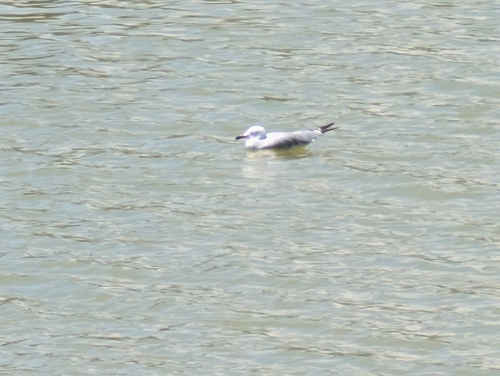 Avistamiento Gaviota de Audouin