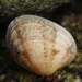 Grooved Carpet Shell - Photo (c) Carlos Pizcueta Suárez, some rights reserved (CC BY-NC), uploaded by Carlos Pizcueta Suárez