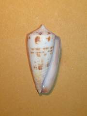 Conus striatellus