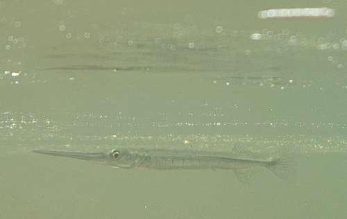 Asian freshwater needlefish (Xenentodon canciloides) — Belonidae — 5