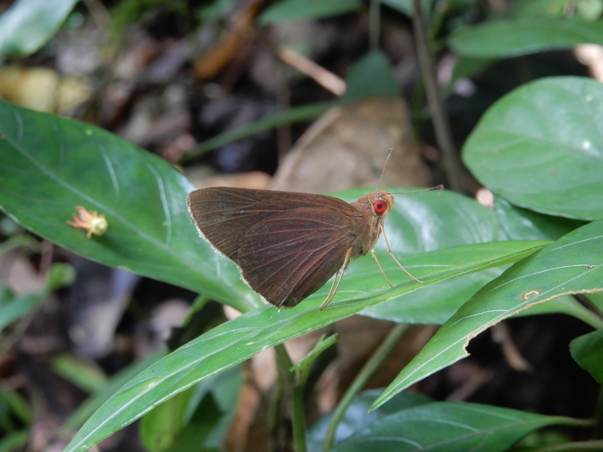 Common Branded Redeye