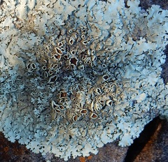 Xanthoparmelia hypofusca