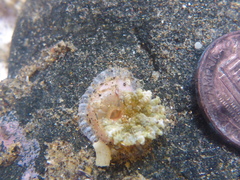 Actinostella bradleyi