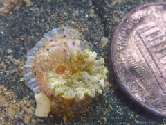 Actinostella bradleyi